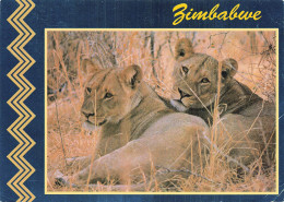 ZIMBABWE ZIMBABWE LIONNE  HWANGE - Simbabwe