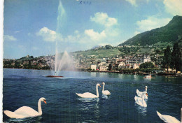 SUISSE MONTREUX JET D EAU ET LES CYGNES - Montreux