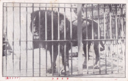 Lion In The Cage, Japan's Vintage Postcard - A - Löwen
