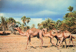 DJIBOUTI DJIBOUTI CHAMEAUX - Djibouti