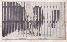 Lion In The Cage, Japan's Vintage Postcard - B - Löwen