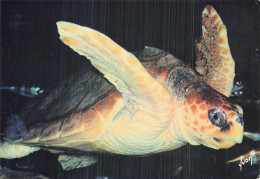 40 AIRE SUR L ADOUR AQUARIUM ET MUSEE D ARCACHON - Aire