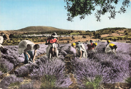 84 CARPENTRAS LA RECOLTE DE LA LAVANDE EN PROVENCE - Carpentras