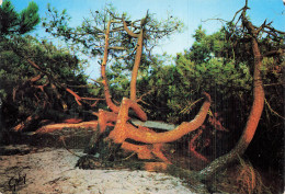 40 MIMIZAN LAC OCEAN PLAGES FORETS - Mimizan