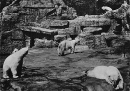 SUISSE BALE JARDIN ZOOLOGIQUE - Basel