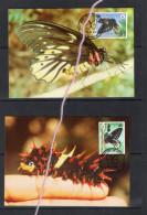 (alm)  PAPOUASIE NOUVELLE GUINEE PAPUA NEW GUINEA CARTE MAXIMUM INSECTE PAPILLON BUTTERFLY - Papouasie-Nouvelle-Guinée