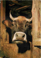 Animaux - Vaches - Vache à L'étable - Carte Dentelée - CPSM Grand Format - Voir Scans Recto-Verso - Cows