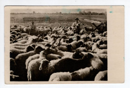 1949. YUGOSLAVIA,BOSNIA,SARAJEVO POSTMARK,DRENOVCI,SHEEP FARM,COOP,POSTCARD,USED - Yugoslavia