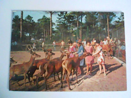 PIN UP GIOVANE DONNA  3 DONNE RECINTO PARCO NATURALE CERVIA MILANO MARITTIMA RAVENNA  TAURI - Pin-Ups