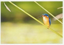 Postal Stationery China 2006 Bird - Kingfisher - Autres & Non Classés