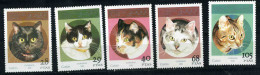 RASD - Sahara Occ. 1995 - Gatos - Autres - Afrique