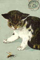 PC CATS, A CAT WITH A WASP, Vintage Postcard (b47091) - Cats