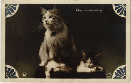 CPA Une Bonne Mere CATS (1340862) - Cats