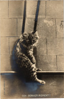 CPA Son Dernier Moment! CATS (1340611) - Cats