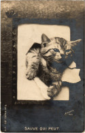 CPA Sauve Qui Peut CATS (1340615) - Cats