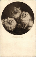 CPA Three Of Us CATS (1340691) - Cats