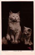 CPA Father And Son CATS (1340541) - Cats