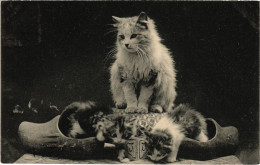 CPA CATS (1341415) - Cats