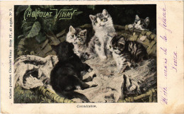 CPA Consulation CATS (1341105) - Cats