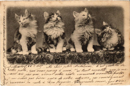 CPA CATS (1341390) - Cats