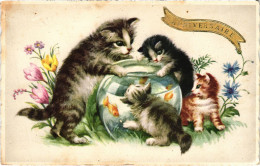 CPA CATS (1341392) - Cats