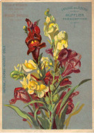 Chromos.AM16674.10x14 Cm Environ.Chicorée Nouvelle.Casiez Et Bourgeois.Langage Des Fleurs.Mufflier - Tè & Caffè