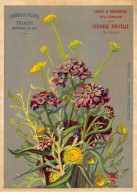 Chromos.AM16675.10x14 Cm Environ.Chicorée Nouvelle.Casiez Et Bourgeois.Langage Des Fleurs.Thlaspi - Tee & Kaffee