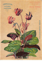 Chromos.AM16672.10x14 Cm Environ.Chicorée Nouvelle.Casiez Et Bourgeois.Langage Des Fleurs.Cyclamen - Tee & Kaffee