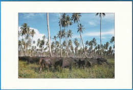 Moçambique, Zambézia - Palmar Com Búfalos De Água -|- Foto Artur Ferreira - Mozambique