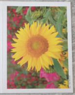Petit Calendrier De Poche 2007 Fleur Tournesol - Angers Maine Et Loire - Formato Piccolo : 2001-...