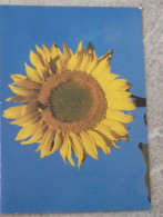 Petit Calendrier De Poche 2004 Fleur Tournesol - Pharmacie Nazelles Negron Indre Et Loiure - Formato Piccolo : 2001-...