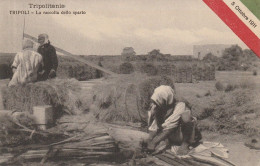 AFRICA SETTENTRIONALE  - Libia - Tripolitania - Tripoli - La Raccolta Dello Sparto - - Libië