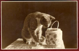 ** CARTE  CHAT  POT  +  AUTRE ** - Cats