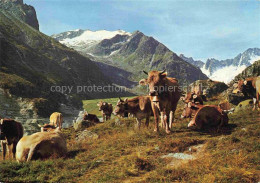 Kuehe Au Der Alp - Cows