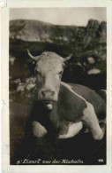 Kuh - S Liserl Von Der Hochalm - Cows