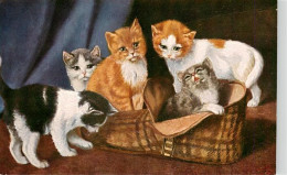 Katzen Schuh - Cats
