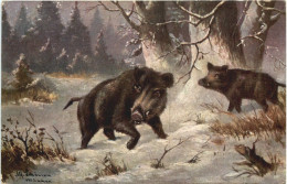 Wildschwein - Varkens