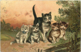 Katzen - Cats