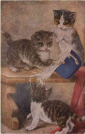 Katzen - Cats