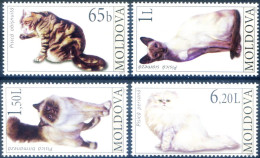 Fauna. Gatti 2007. - Moldavie