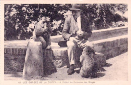 Algerie - BLIDA -  Les Gorges De La Chiffa - A L'hotel Du Ruisseau Des Singes - Blida