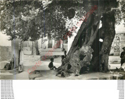83.  RAMATUELLE .  Le Vieil Hormeau Tricentenaire Sur La Place Du Village . - Ramatuelle
