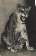 MUSEE - FRANCE - Muséum National Histoire Naturelle - Parc Zoologique Paris - Lionne Et Petit - Carte Postale Ancienne - Museen