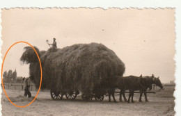 Ruisbroek Originele Foto 1954  Hooiwagen - Sint-Pieters-Leeuw