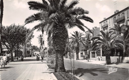 83-HYERES LES PALMIERS-N°T1140-G/0045 - Hyeres