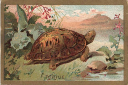 Chromo  Tortue - Andere & Zonder Classificatie