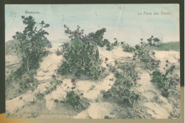WESTENDE     LA FLORE DES DUNES - Westende