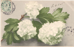 Bonne Anniversaire, 1906 - Geburtstag