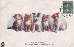 CHAT(ILLUSTRATEUR) CHIEN - Cats