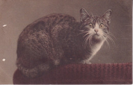 CHAT - Cats